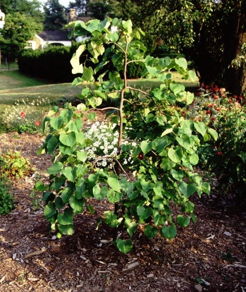 Lavender Twist Redbud