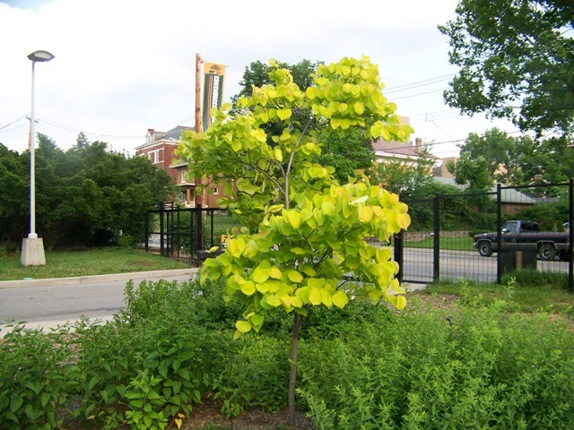 Hearts of Gold Redbud tree