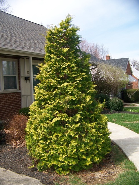 Aurea Hinoki Falsecypress tree