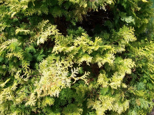 Aurea Hinoki Falsecypress branches