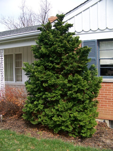 Aurea Hinoki Falsecypress tree