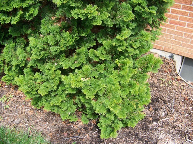 Aurea Hinoki Falsecypress tree