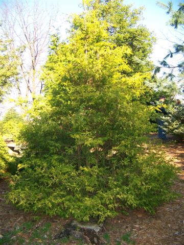 Vintage Gold False Cypress tree