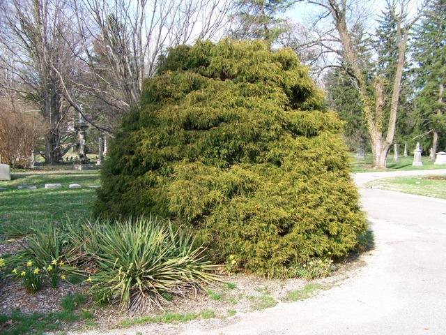 Filifera Aurea Falsecypress