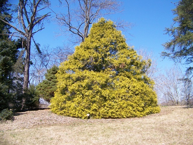 Gold Mop Sawara Falsecypress tree