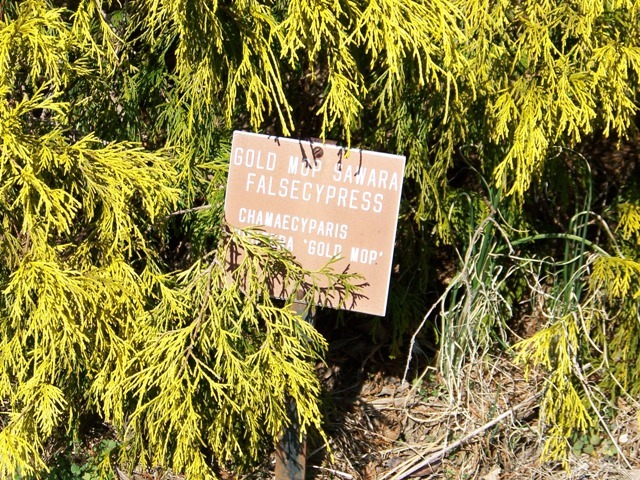 Gold Mop Sawara Falsecypress branches around sign indicating tree name