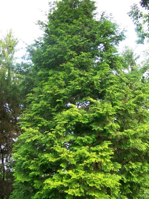 Hinoki Falsecypress tree