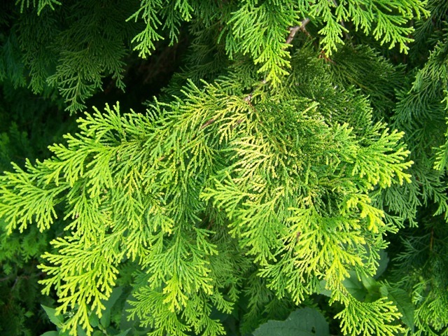 Hinoki Falsecypress tree branches