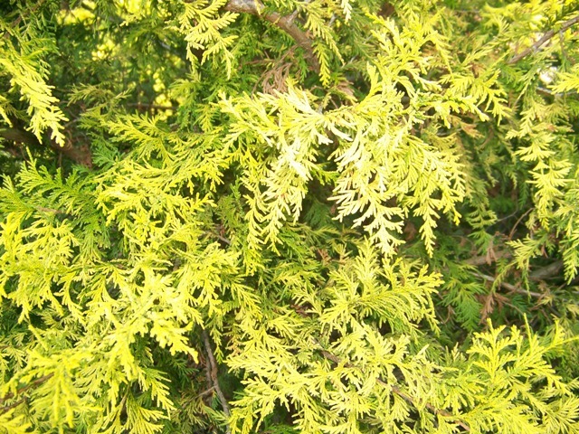 Vintage Gold False Cypress branches