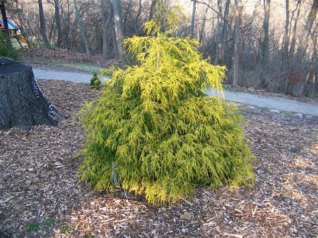 Gold Spangle Threadleaf Cypress tree