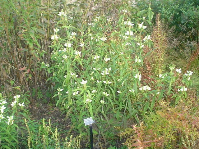 Turtlehead plants