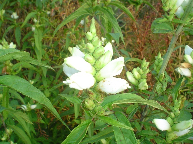 Turtlehead plant