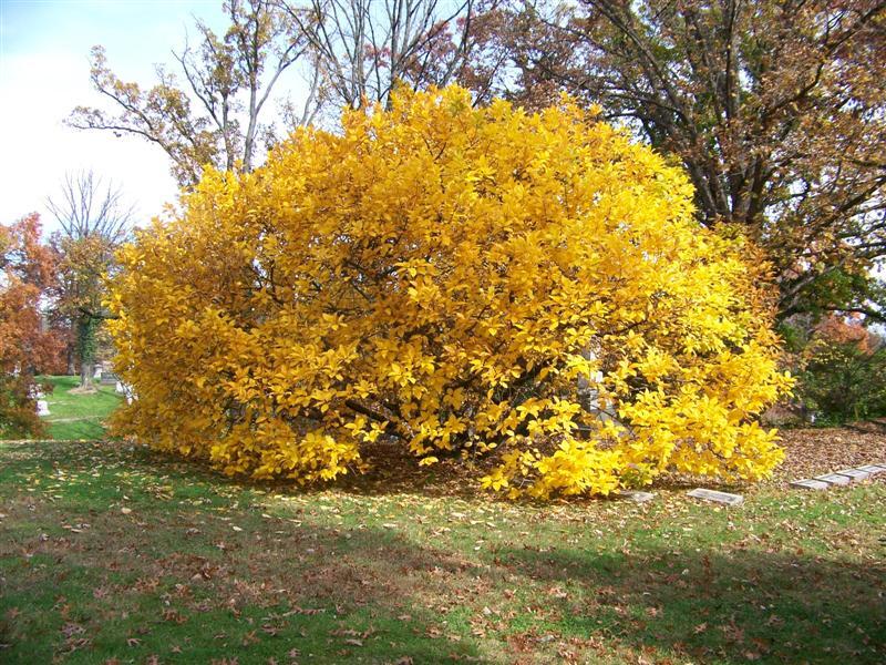 White Fringetree tunring yellow