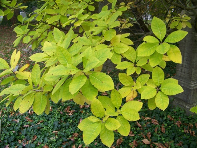 White Fringetree leaves