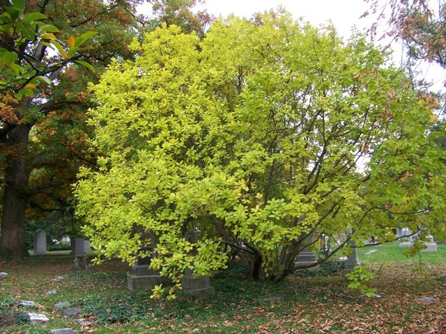 White Fringetree