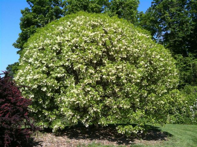 White Fringetree