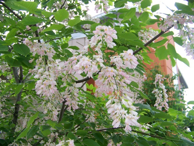 Perkins Pink Yellowwood flowers