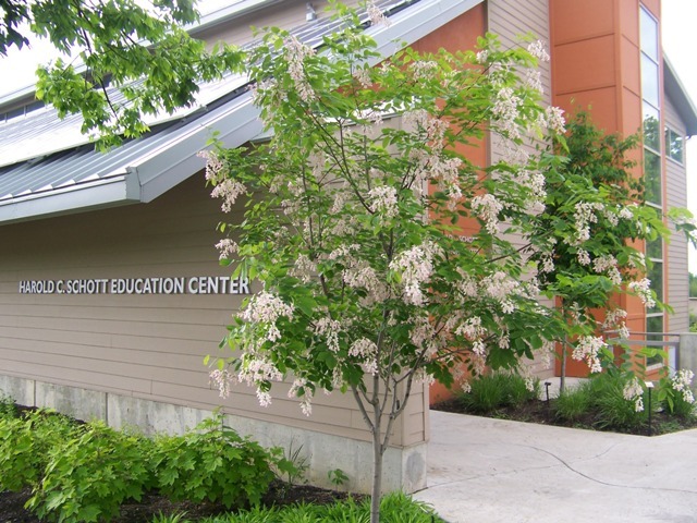 Perkins Pink Yellowwood tree next to building