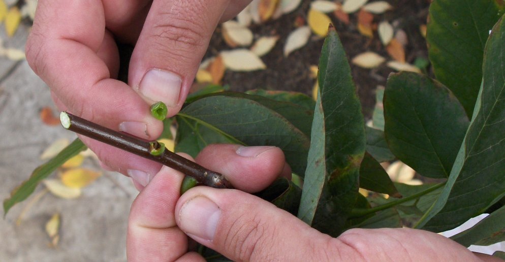 Person holding tree branch