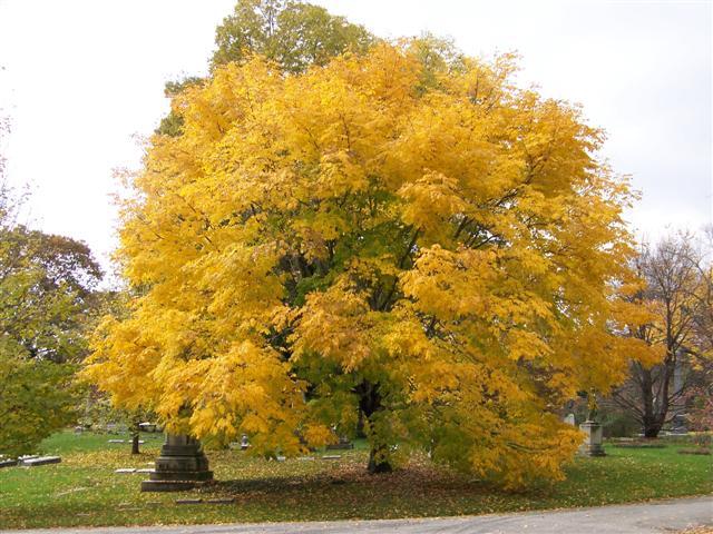 Yellowwood tree