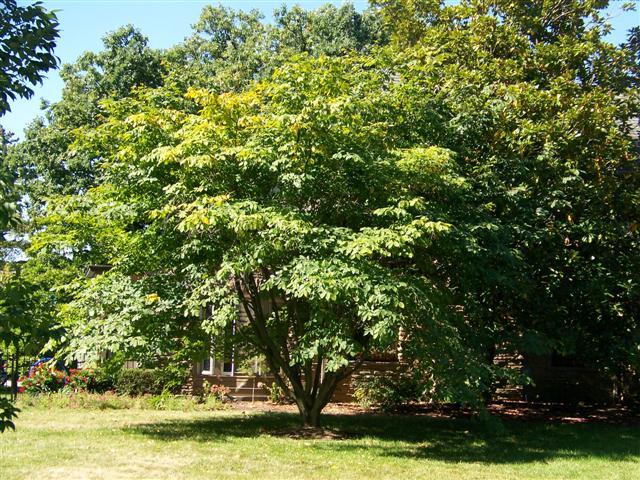 Yellowwood tree