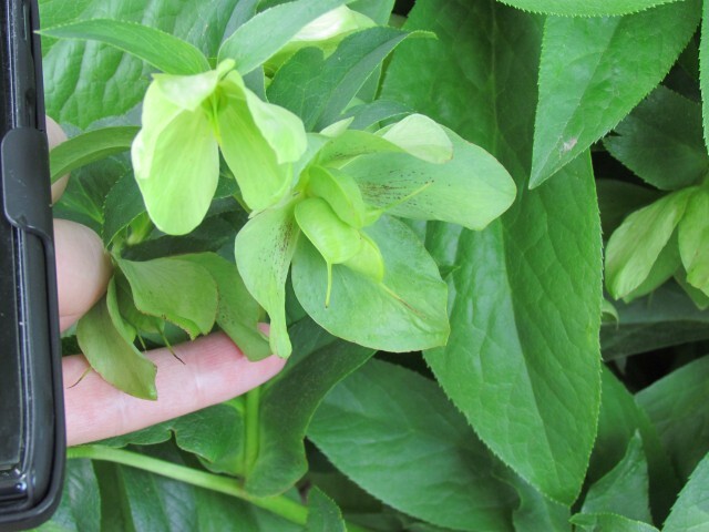 Lenten Rose leaves