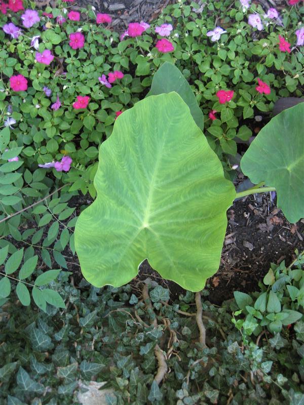 Elephants Ears