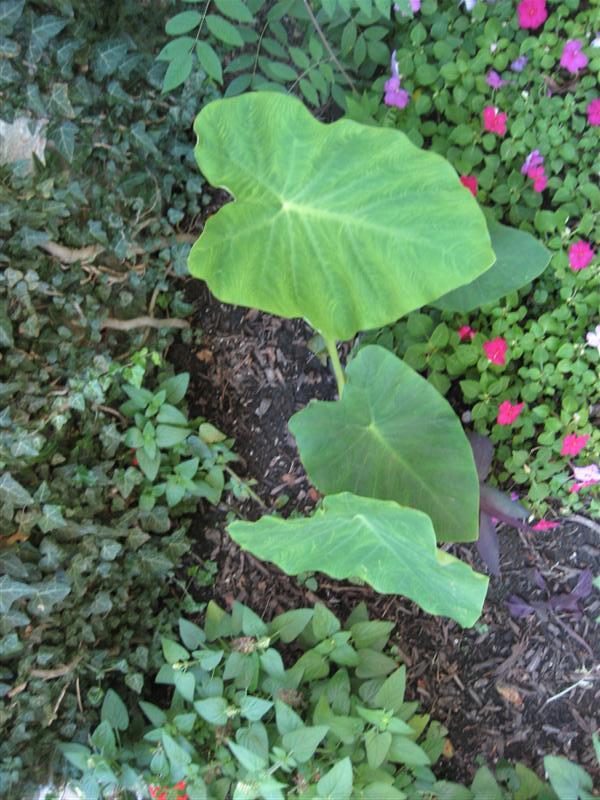 Elephants Ears