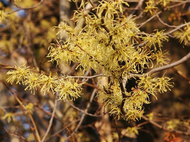 Common WhichhazelÂ tree branch