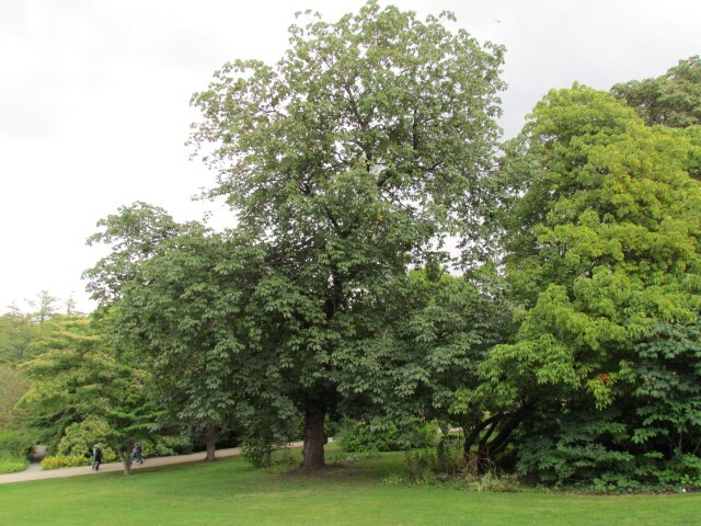 Red Horsechestnut tree