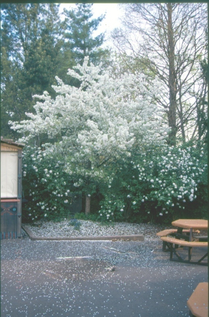 Sugar Tyme Crabapple tree