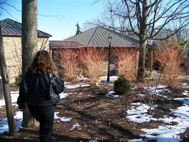 Woman in garden area with Midwinter Fire Dogwoods