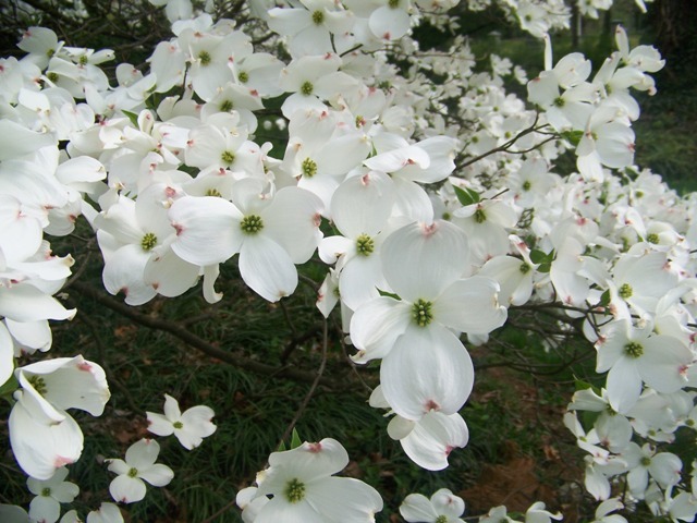 Spring Grove Flowering Dogwood flowers