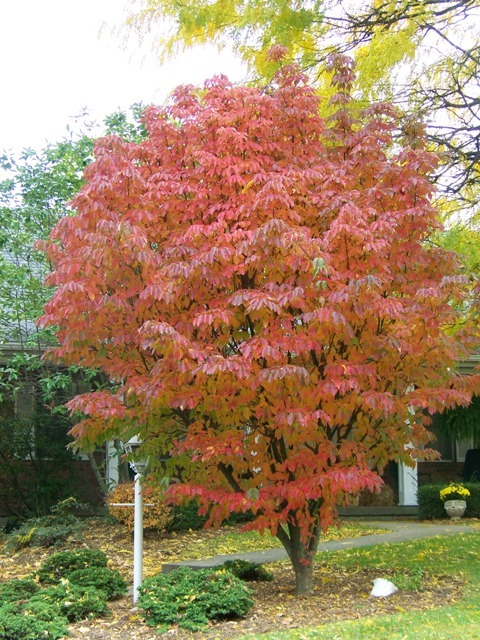 Kousa Dogwood tree