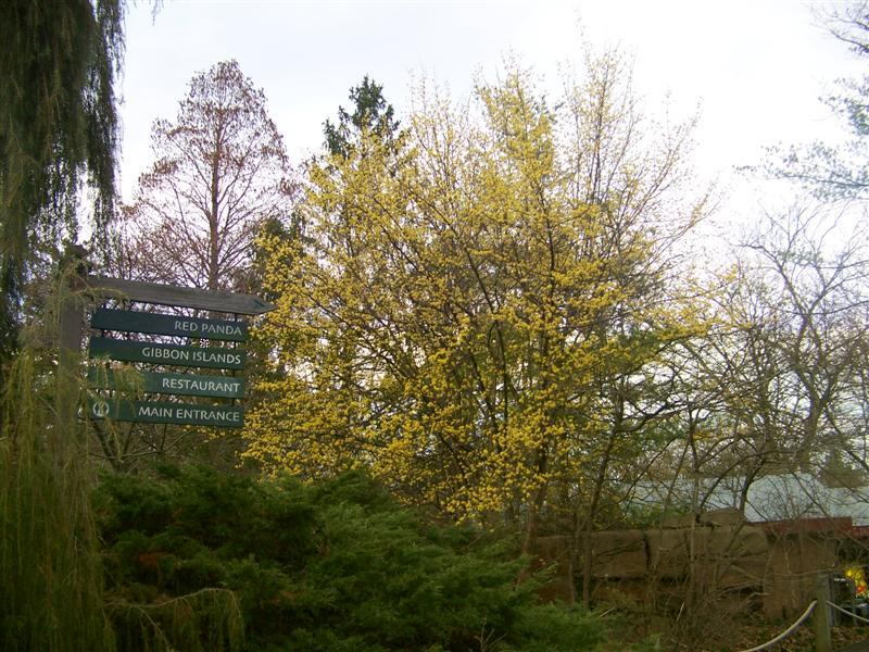 Japanese Cornel Dogwood trees