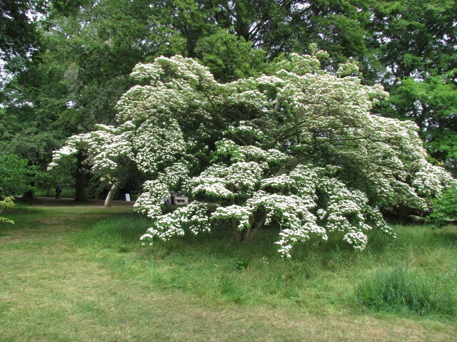 Chinese Dogwood tree