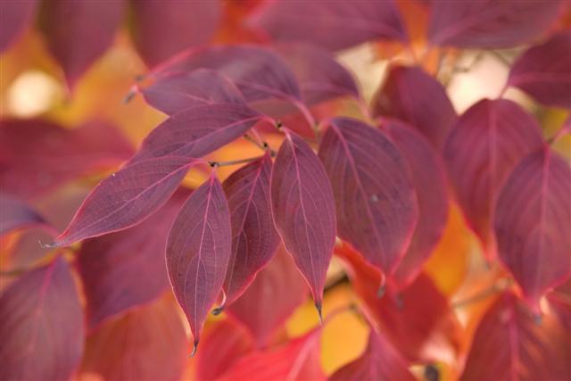 Kousa Dogwood leaves