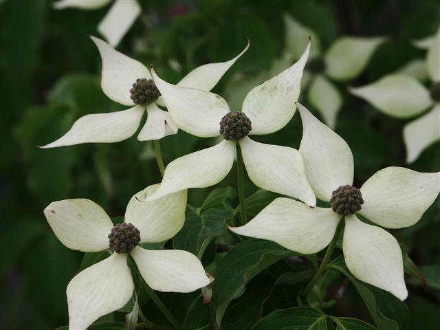 Kousa Dogwood flowers