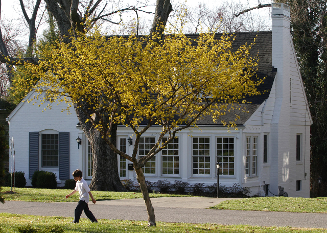 Japanese Cornel Dogwood tree in front of house with kid walking by