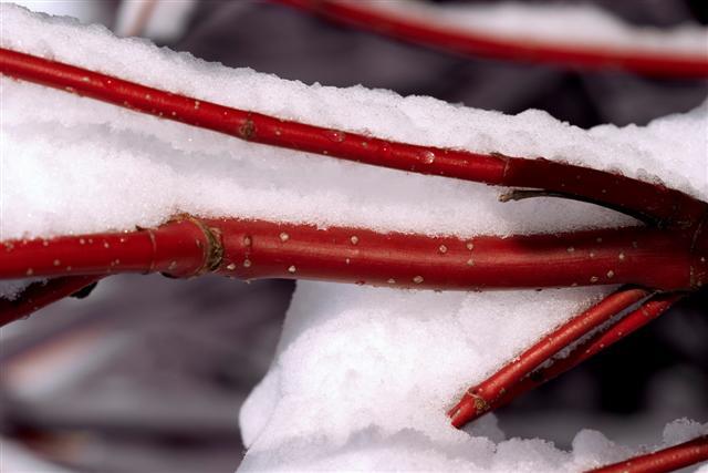 red branch covered in snow