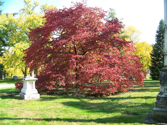 Spring Grove Flowering Dogwood bush