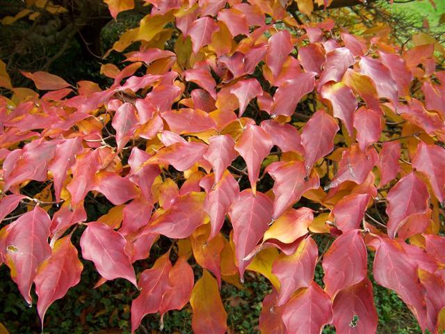 Kousa Dogwood leaves