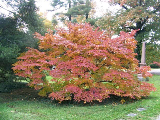 Milky Way Kousa Dogwood tree