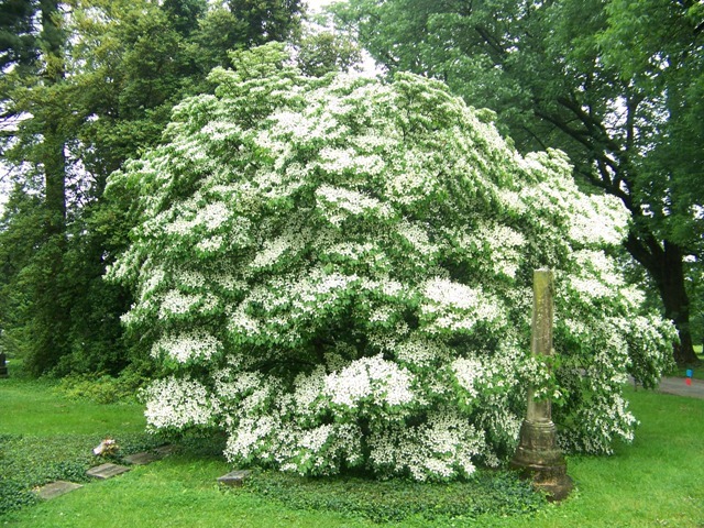 Milky Way Kousa Dogwood tree