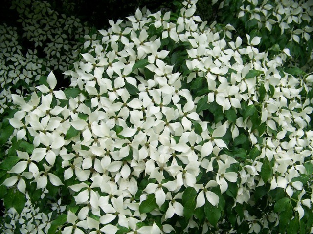 Milky Way Kousa Dogwood tree flowers