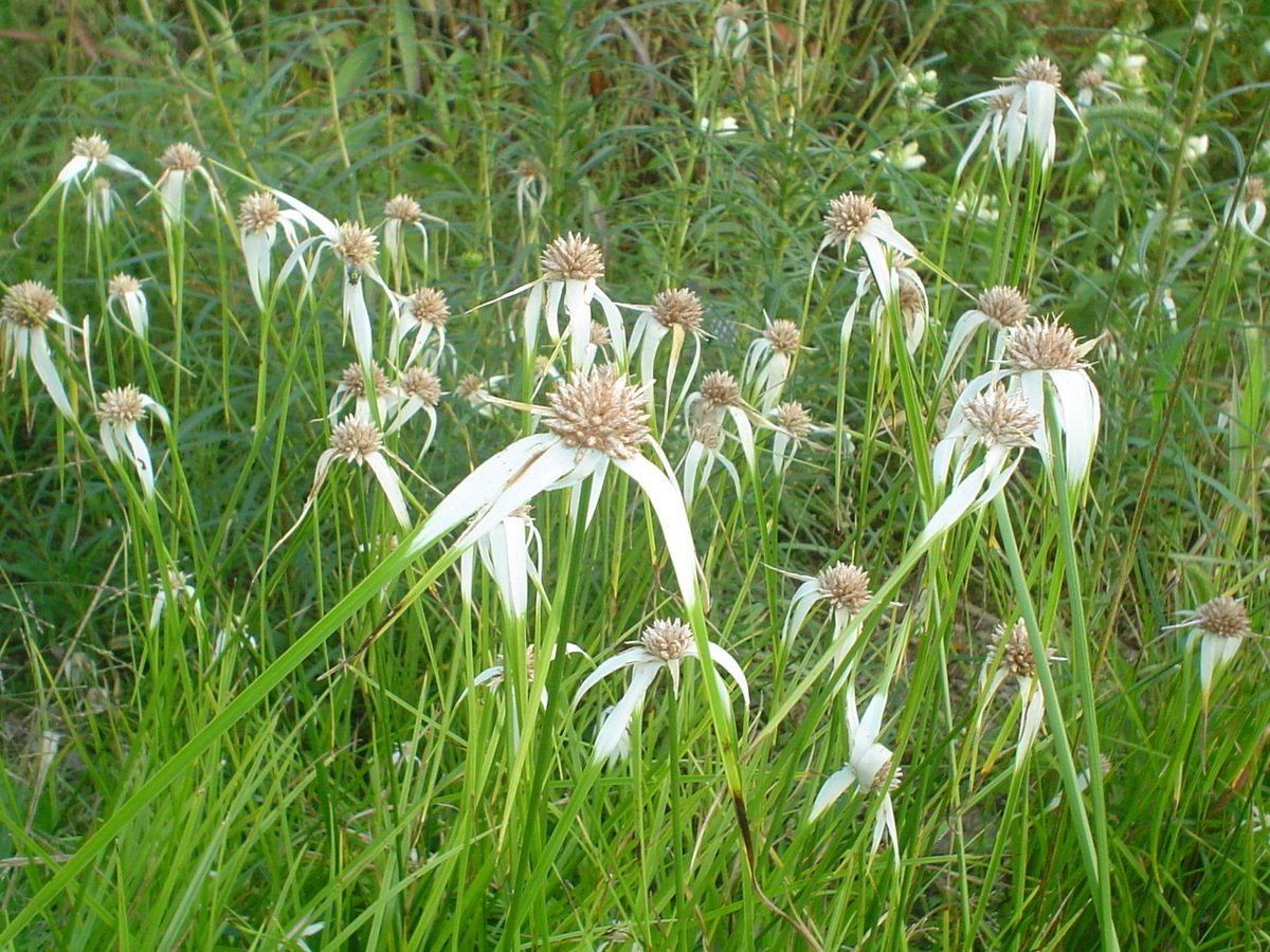 Whitetop Sedge flowers