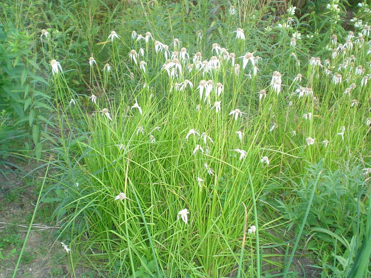 Whitetop Sedge flowers