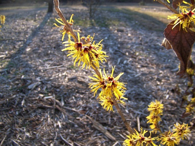 Early Bright Chinese Witchhazel branch with buds