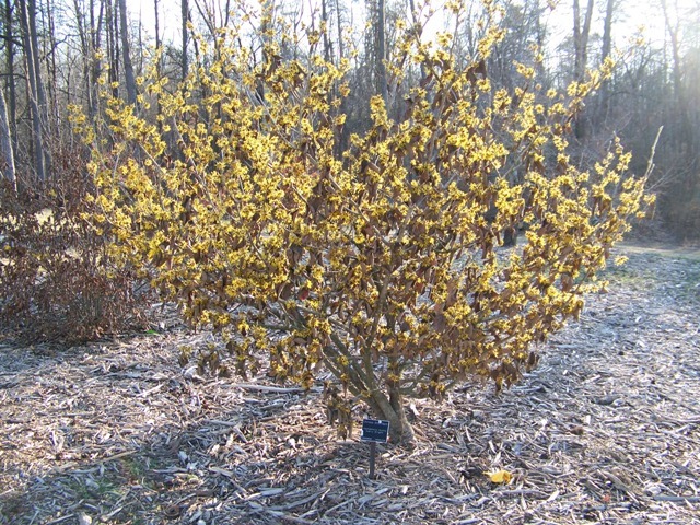 Early Bright Chinese Witchhazel tree