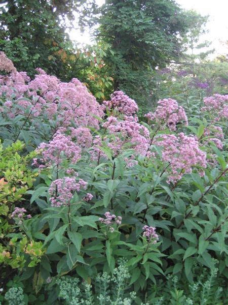 Joe Pye Weed